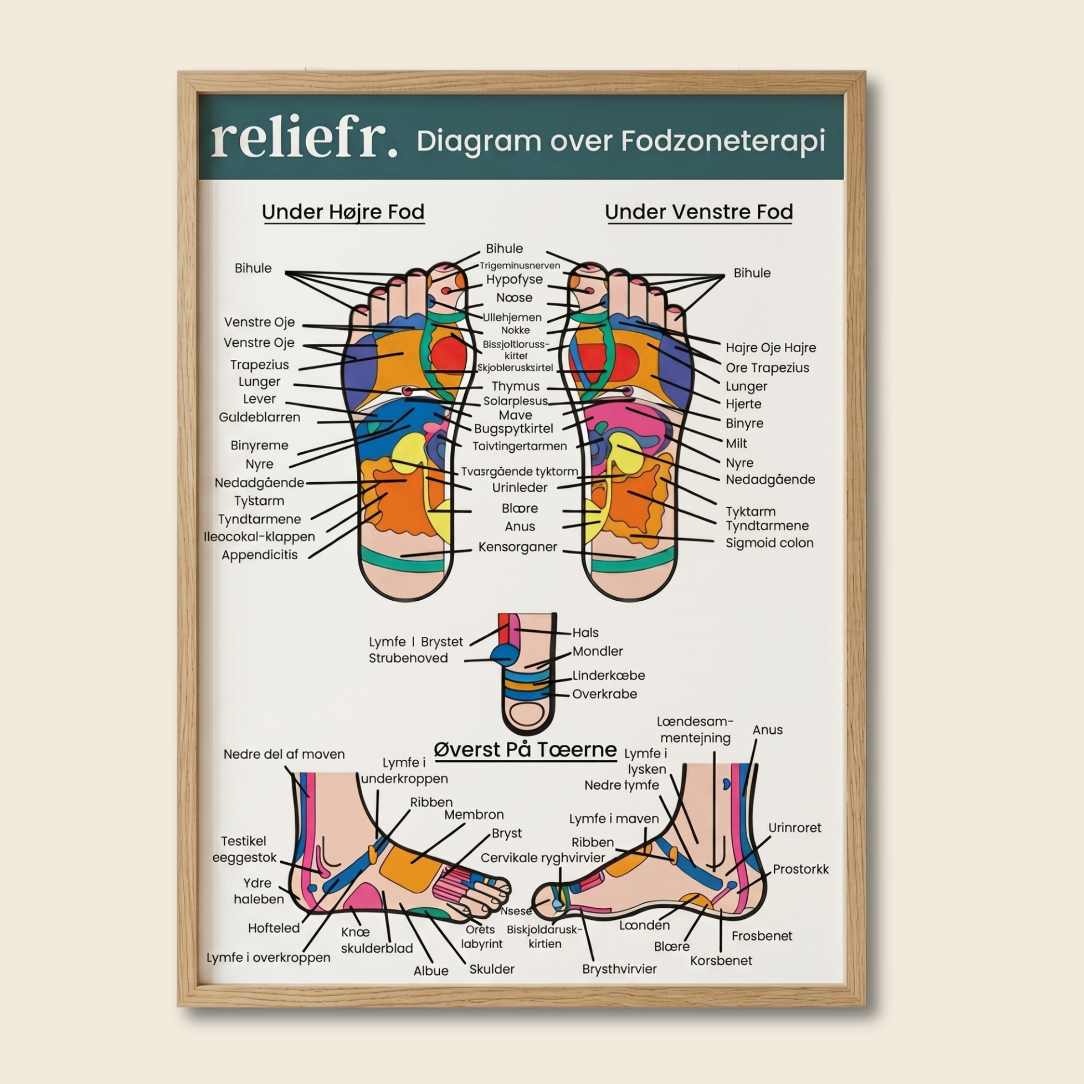 Diagramme des zones du pied